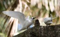 Lord Howe Island_20061214_119